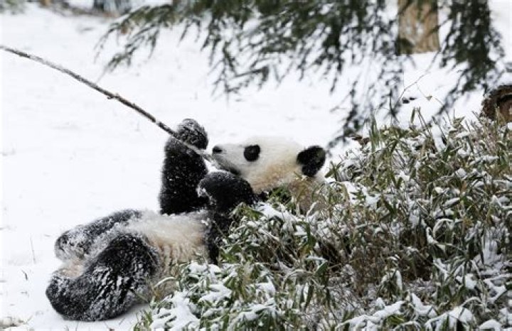 Pandas Are as Sluggish as Sloths, Study Shows