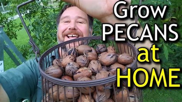 The Ultimate Guide To Pecan Nut Growing: Everything You Need To Know