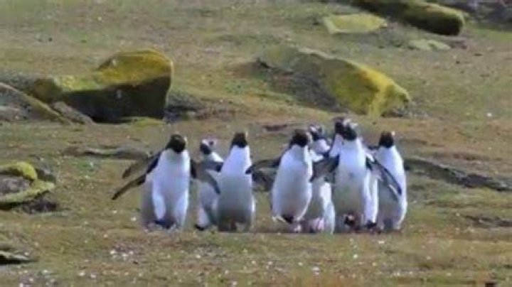 Viral video of penguins chasing a butterfly leaves internet awestruck l WATCH – India TV