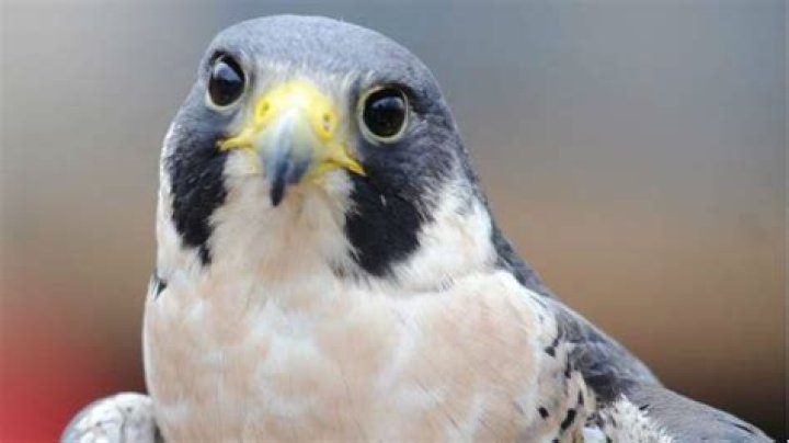 This bird has got fastest vision speed with 130 frames per sec – India TV