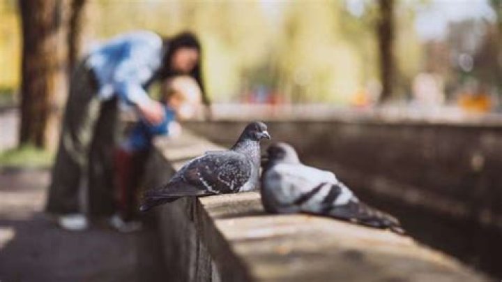 Pigeon poop causes 60 diseases; What are they and how to avoid them – India TV
