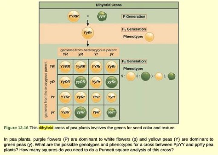 Unlock The Probabilities: Understanding Genetic Inheritance In Plants