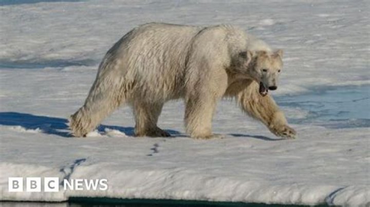 Polar Bear Attack on Woman and Boy Was Unusual and 'Extraordinarily Rare'