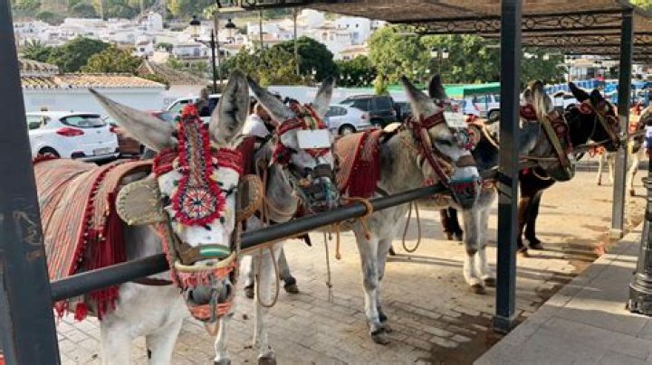 Popular Costa del Sol resort to ban tourists over 12.5 stone from taking donkey rides – The US Sun