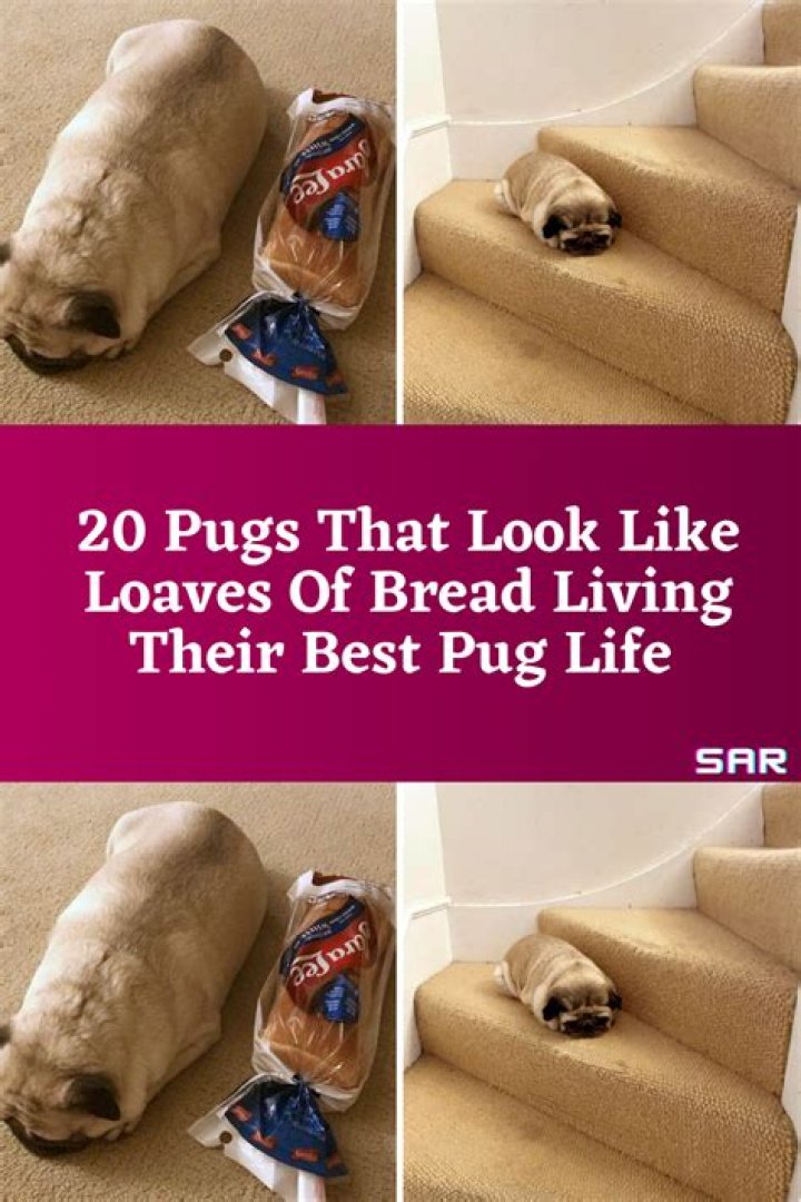 Pugs pose to look like loaves of bread in the ­latest bizarre internet craze