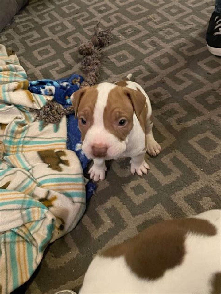 Puppy Pit Bull 'Obsessed' With Making Biscuits on Blanket Melts Hearts