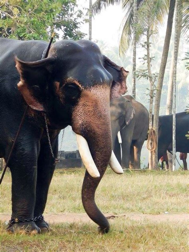 Puthenvelikkara Pin Code | Postal Code (Zip Code) of Puthenvelikkara, Ernakulam, Kerala, India