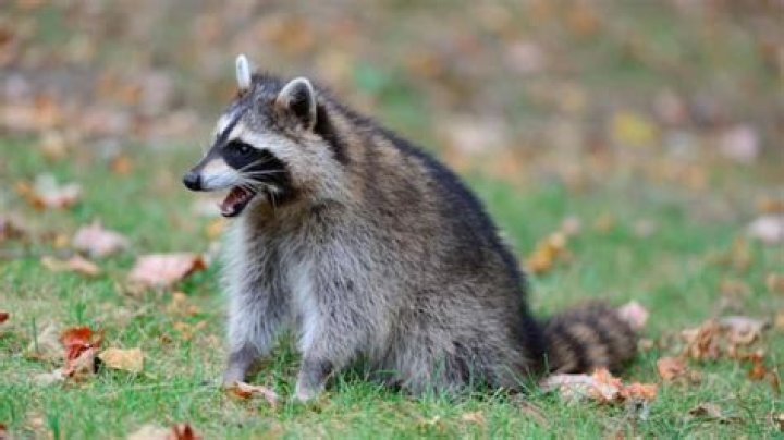 Raccoon breaks through wall to steal snacks, netizens give him thumbs up for effort