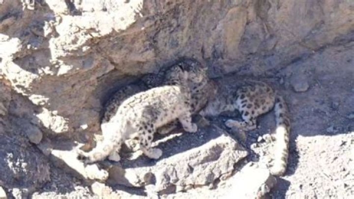 Rare sighting of snow leopard family in Spiti Valley leaves netizens mesmerised. Watch – India TV