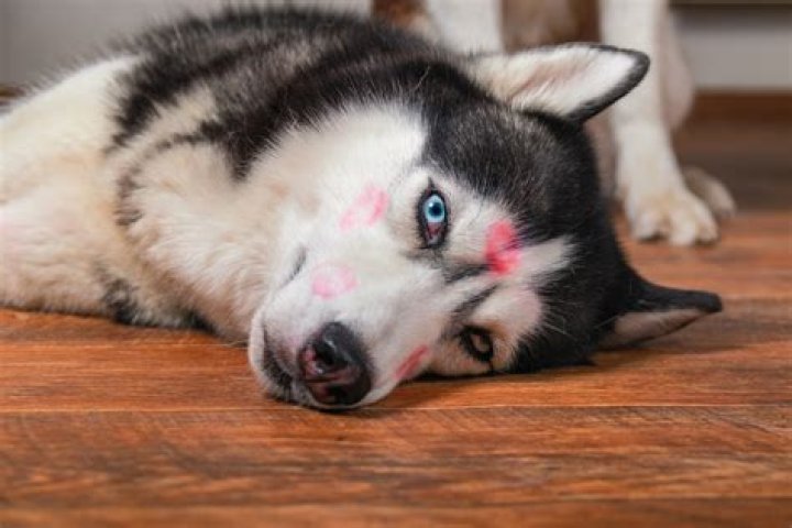 Rescue Dog Finds Owner's Lipstick, and You Can Imagine What Happens Next