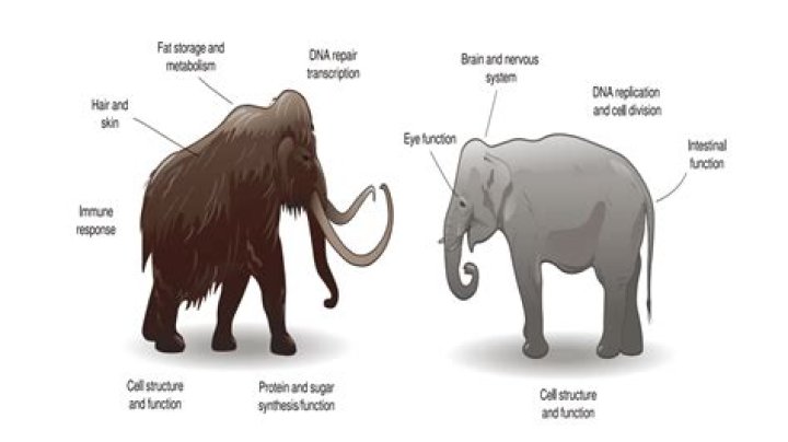 Scientists Want to Create Elephant-mammoth Hybrid to Save Humanity From Arctic 'Methane Timebomb'