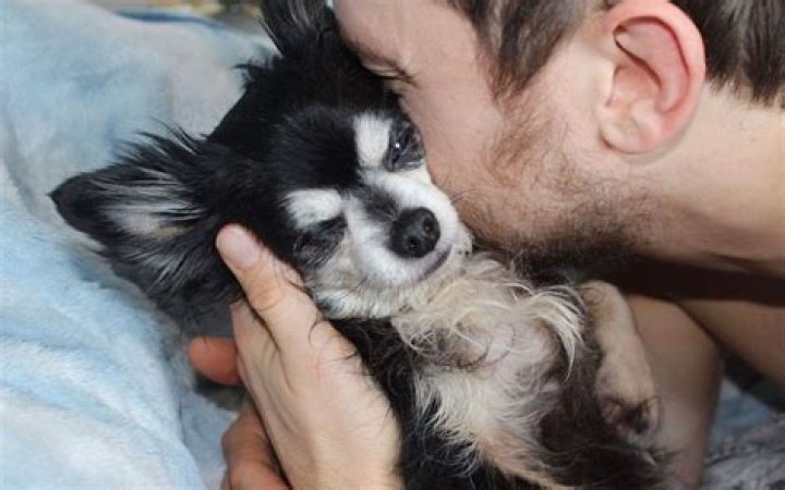 Dog Owner Reveals Tearjerking Reason Senior Chihuahua Is Spoiled Rotten