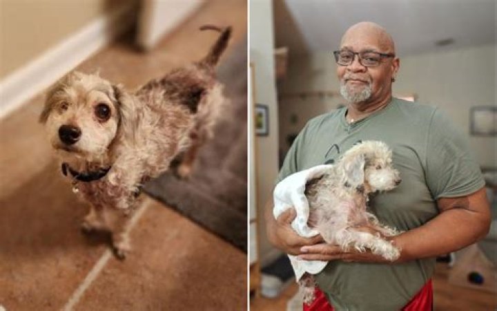 Senior One-Eyed Rescue Dog Transformed By New Family's Love After Adoption