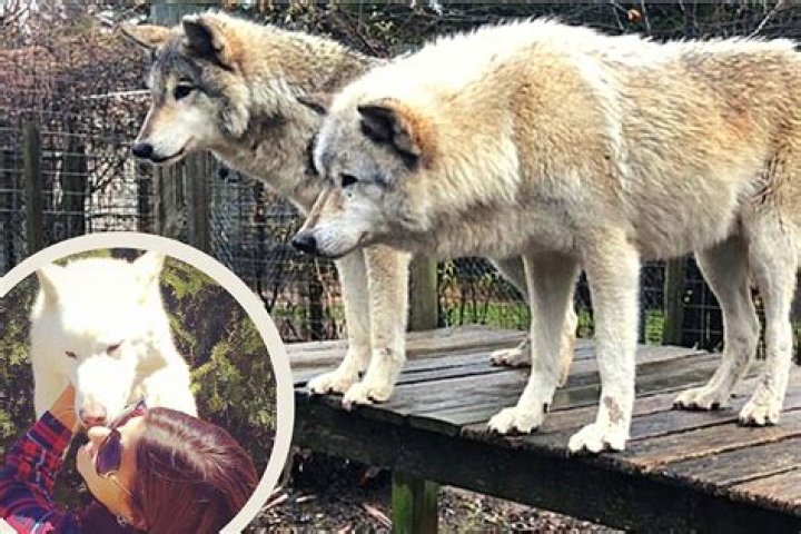 I wanted to buy a husky - the animal I ended up with was a different breed and the worst decision I ever made