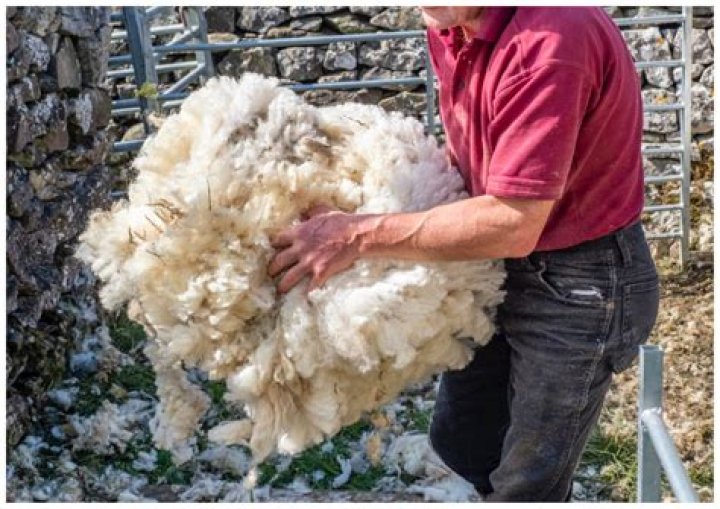 Sheep Lost in the Wild for Years Unrecognizable After 57lbs of Wool Sheared