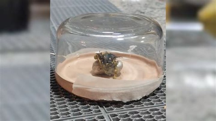 I made a shocking discovery after finding a rock - I was stunned by how much it was worth
