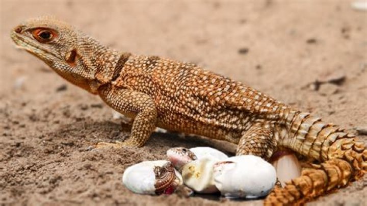 Indonesian woman gives birth to lizard – India TV