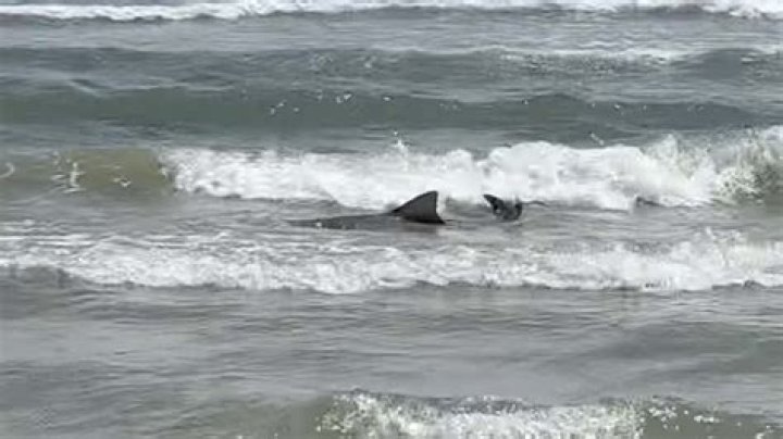 Shark swims yards from shore & swimmers after one tourist is mauled to death & another left critically injured