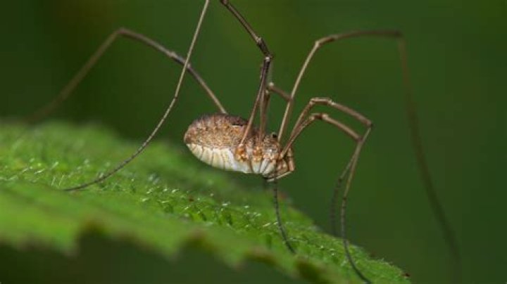 Are daddy-long-legs actually spiders? Harvestmen, crane flies and cellar spiders explained – The US Sun