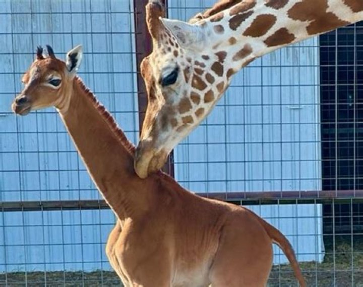 Spotless Giraffe, Likely Earth's Only One, Born at Zoo—Name Poll Underway