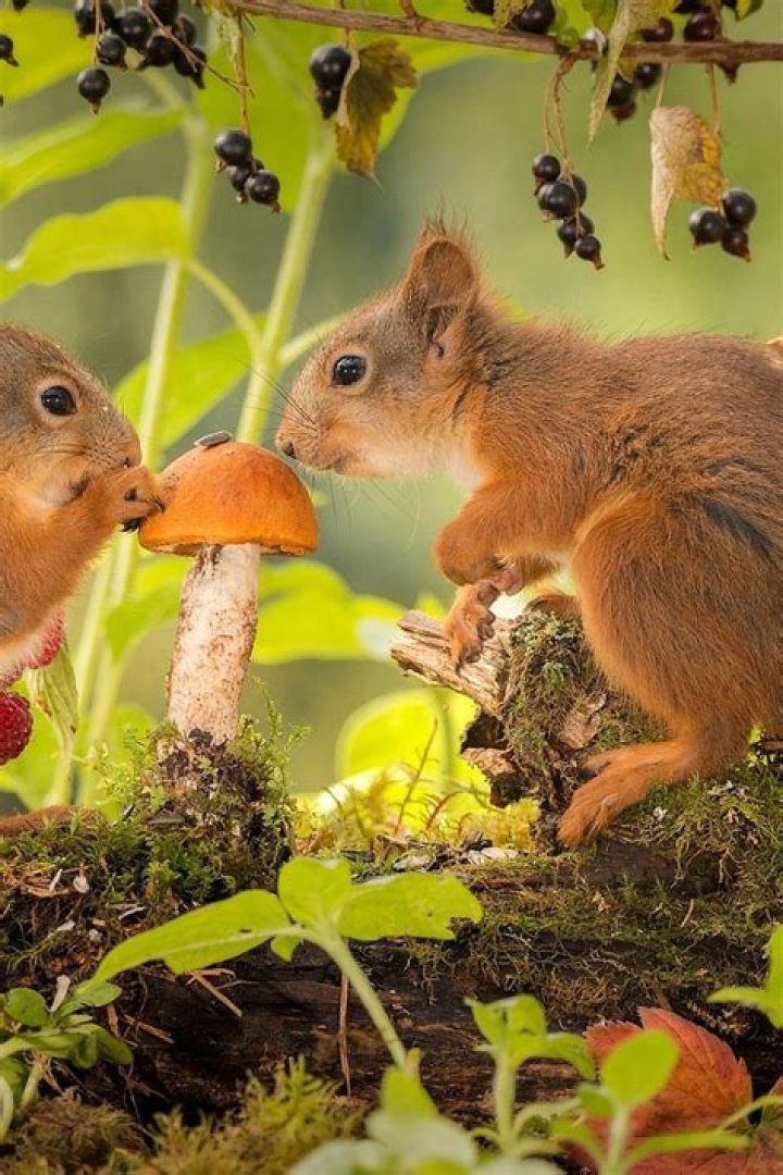 Squirrels Are Somehow Surviving After Eating Poisonous Mushrooms