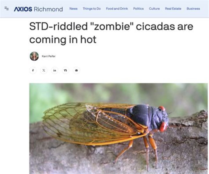 Understanding Zombie Cicadas: The Fascinating World Of STD-Infected Insects