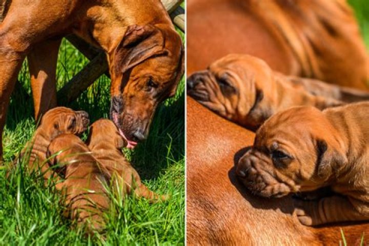 Tears As Stray Mom Dog Leads Rescuers to Her Puppies: 'Reunited'