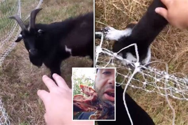 Teen Mom’s Jenelle Evans shares video petting family goat after David bragged about KILLING and EATING pet goat