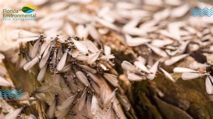 Termites Swarm Texas Homes as Rainy Weather Creates Perfect Conditions