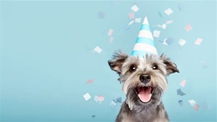 The Season of Snuggles: Celebrate these pet holidays all February long