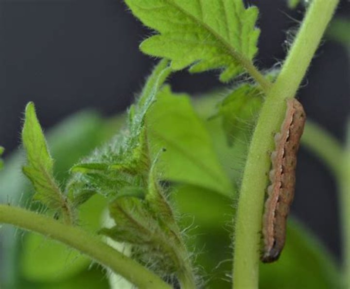 Tomatoes Can Turn Plant-Eaters Into Cannibals, Study Shows