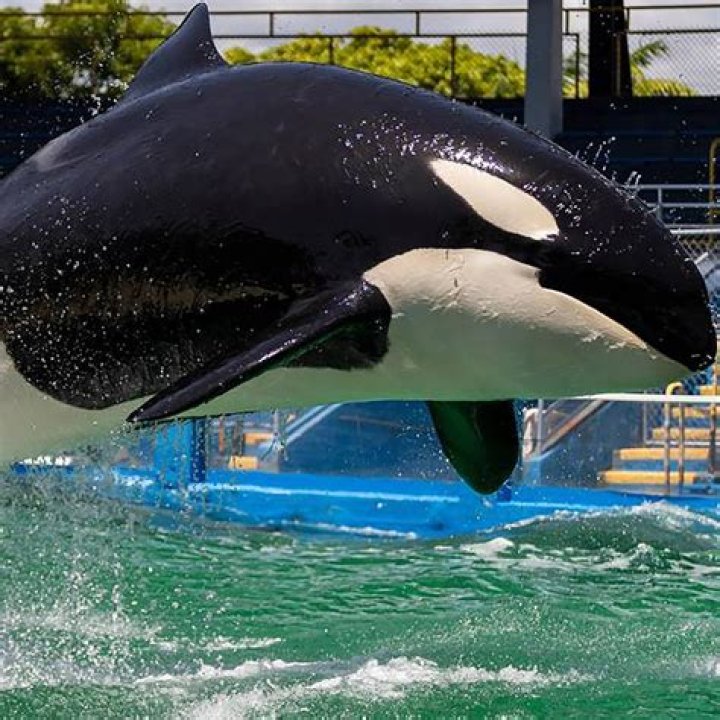 I took my son to SeaWorld as a birthday surprise but he saw an orca KILL a trainer - the trauma left him needing THERAPY