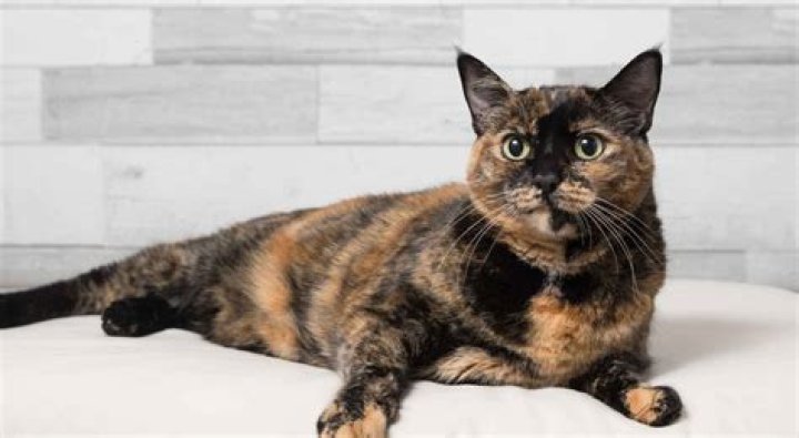 Top 10 Most Popular Cat Breeds to Adopt As Pets