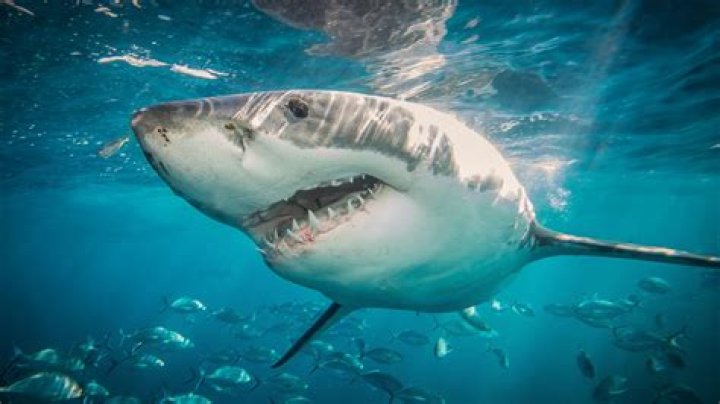 Urgent tourist warning as one world’s biggest great white sharks ‘Ironbound’ pings on tracker off holiday hotspot