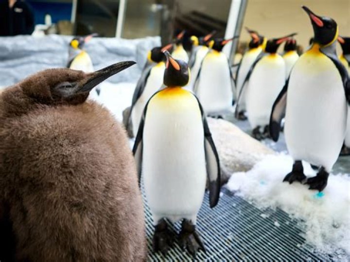 Twitter Is Losing It Over This 'Homewrecker' Penguin Fight