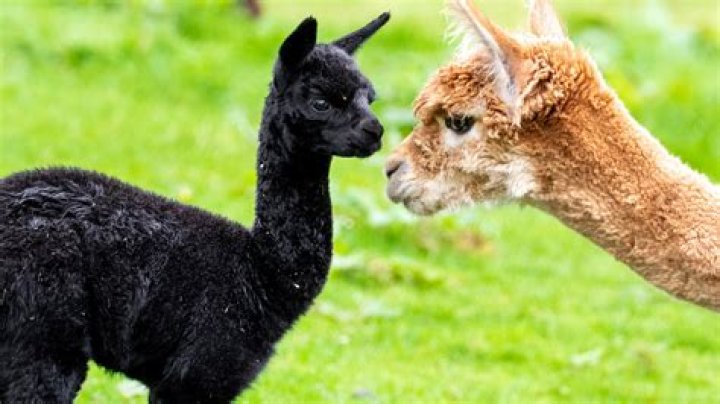 Ultra-rare black alpaca born in Scotland – and its fur could be worth THOUSANDS