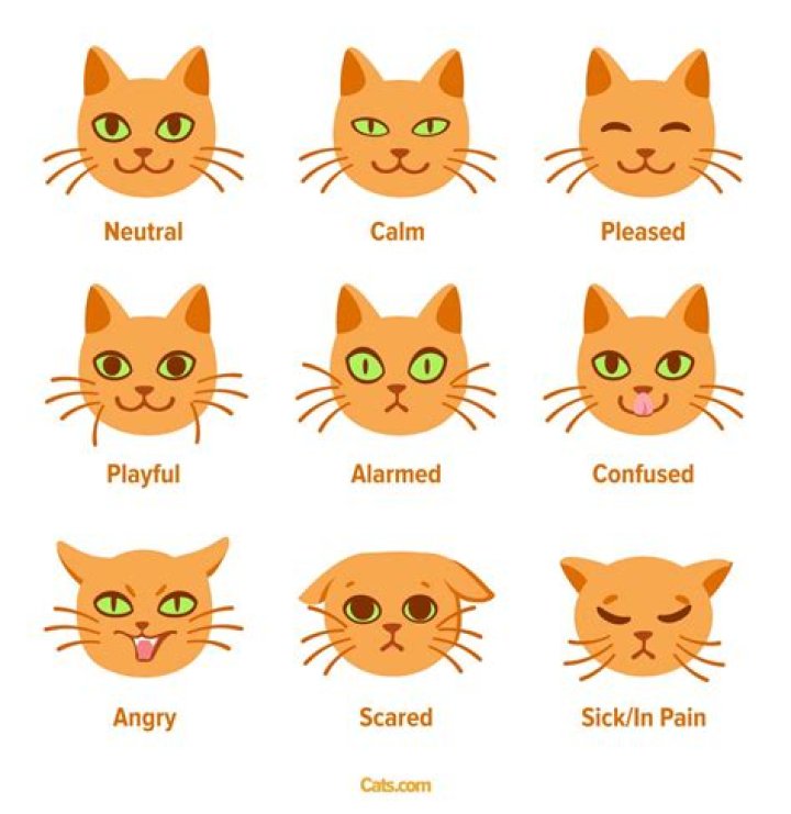 Is Your Cat Really Plotting To Kill You? Here's How To Read Feline Emotions