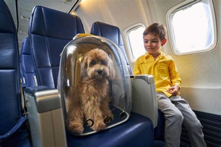 The Best Airlines That Allow You To Fly With Your Pets On Board