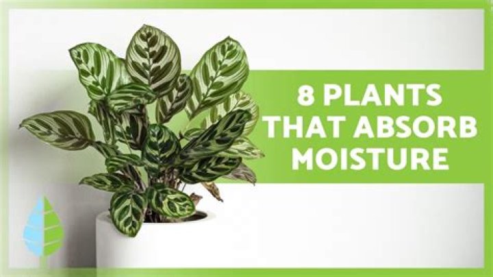 Quick Answer: What Absorbs Moisture From The Air
