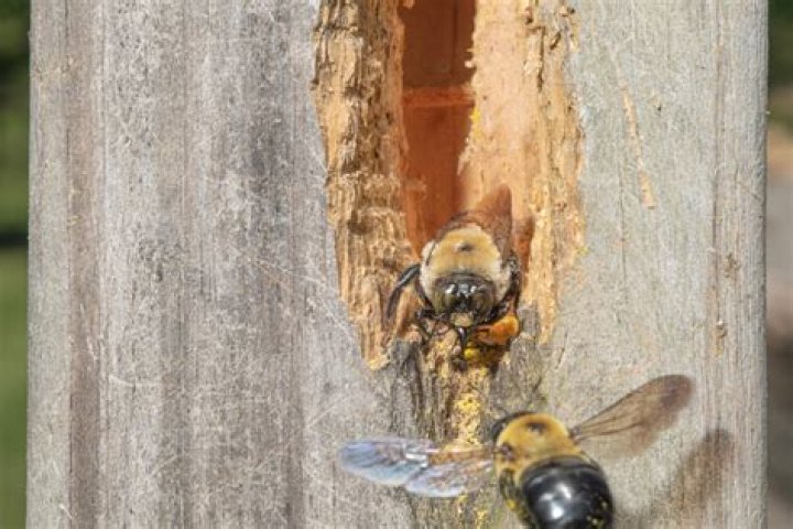 What animal eats carpenter bees?