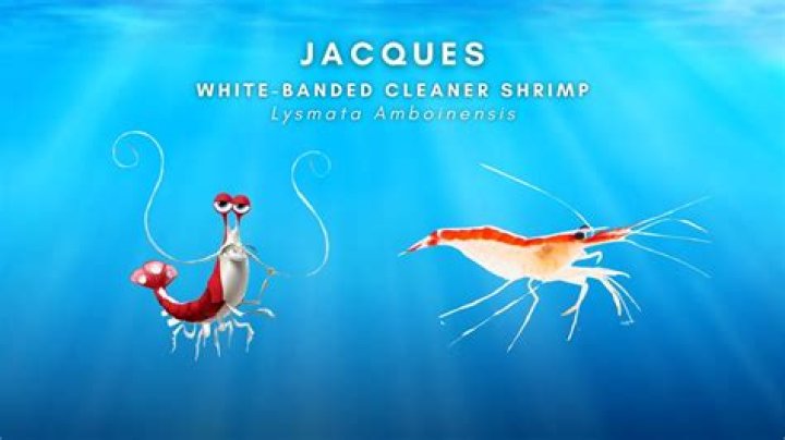What animal is Jacques in Finding Nemo?