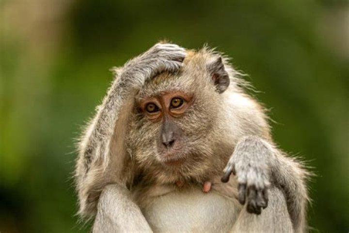 Quick Answer: What Animal Is Tuk Tuk Raya