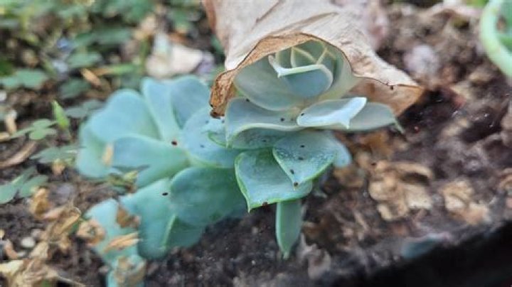 What are the sesame seed looking things on my bed?