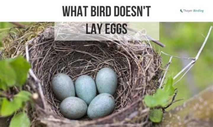 Quick Answer: What Bird Doesn T Lay Eggs