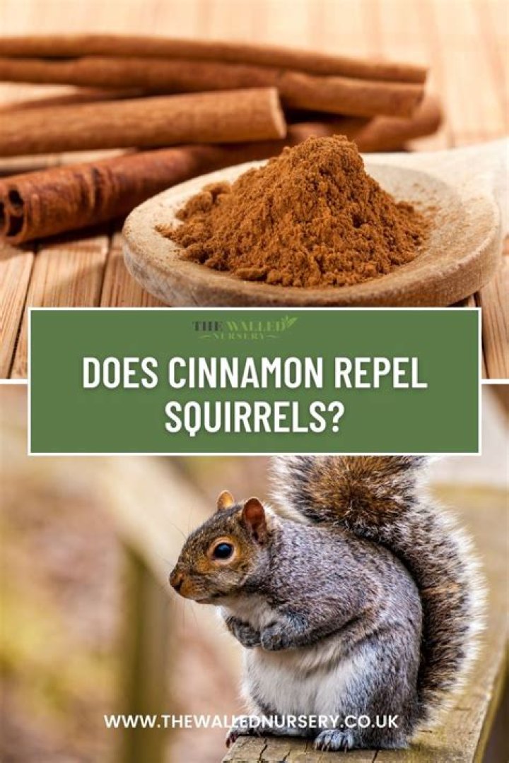 Question: What Bugs Does Cinnamon Repel