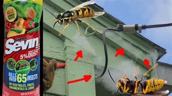 What Can I Spray On Wasps To Kill Them