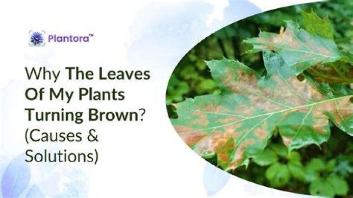 What causes hosta leaves to turn brown on the edges?