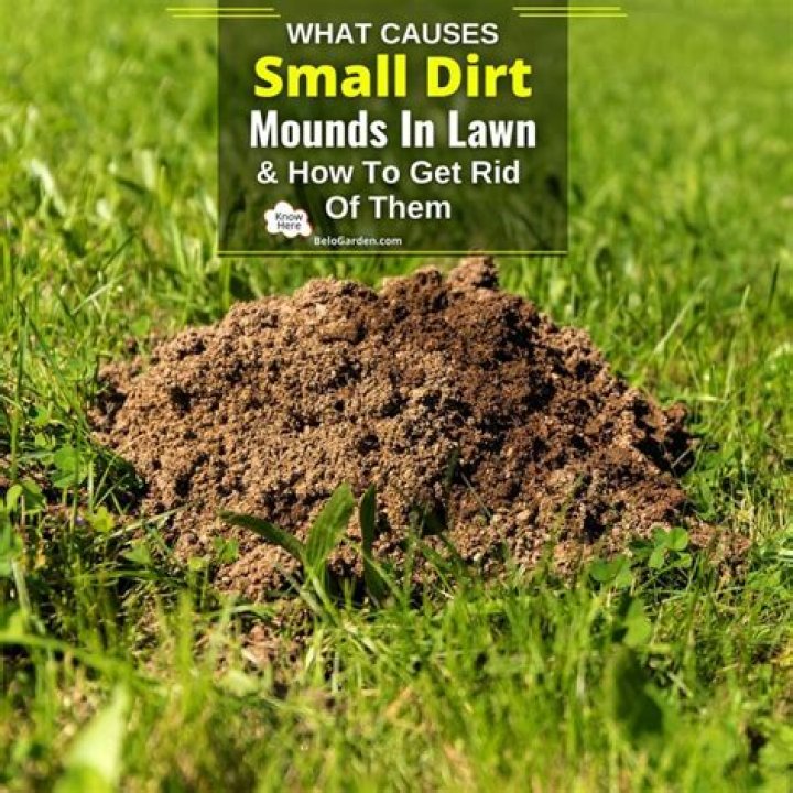 What Causes Small Dirt Mounds In Lawn