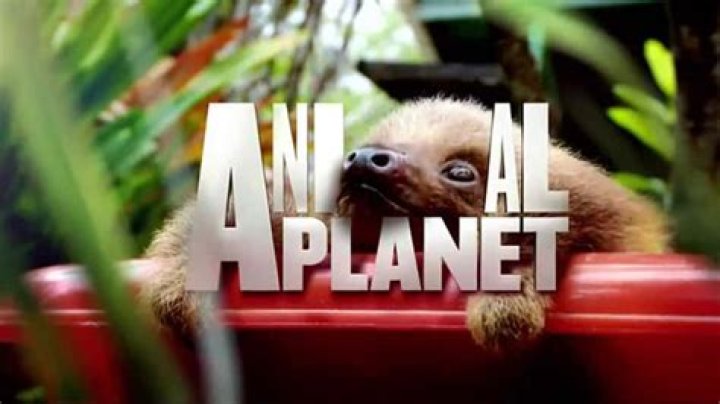 Quick Answer: What Channel Is Animal Planet On Spectrum Tv