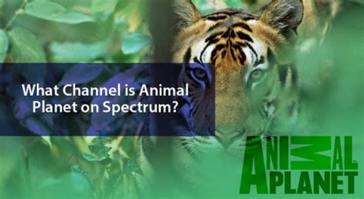 What Channel Is Animal Planet Spectrum